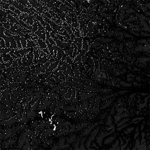 artworks-000001015072-t5c0ql-crop.jpg?8864323