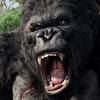 King Kong(re mastered version) album artwork