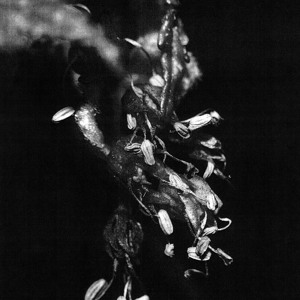 @playlist artwork