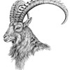 ortiz