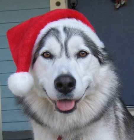 Popical Xmas