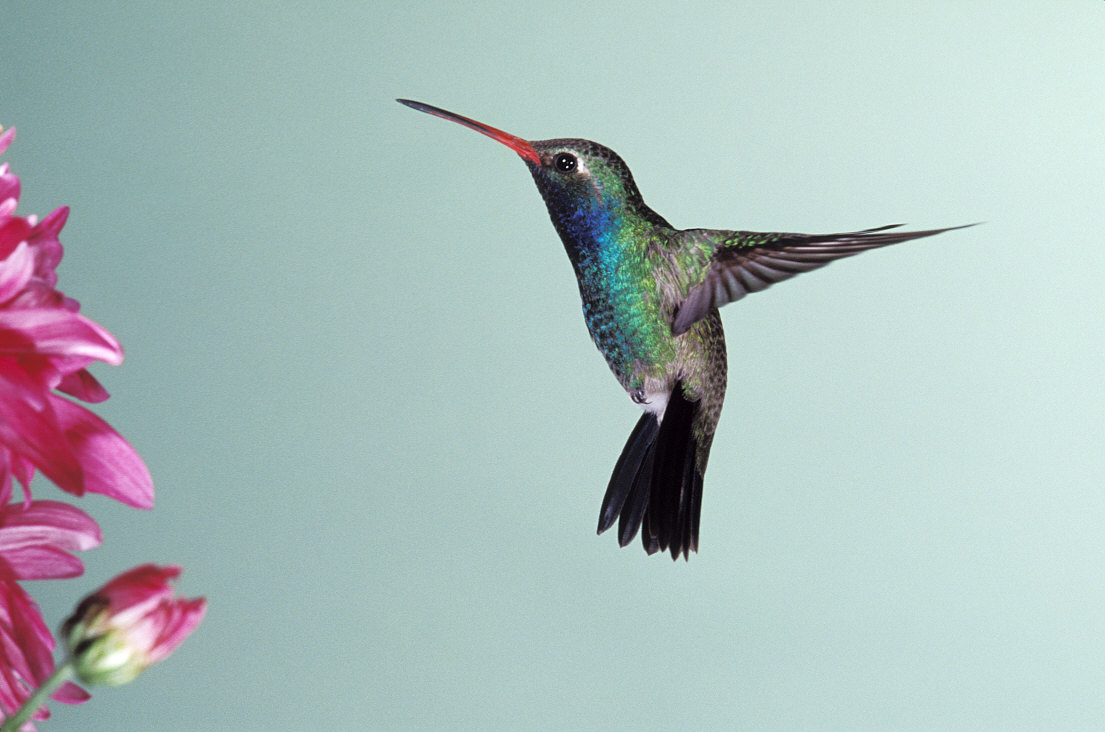 Behling & Simpson - Little Bird