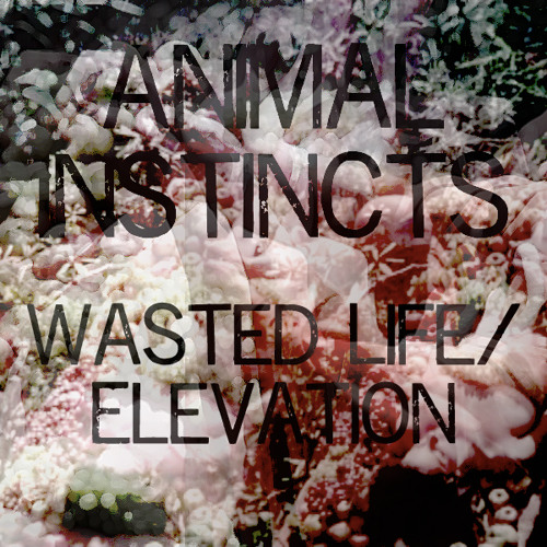 animal testing life wasting animal testing life wasting
