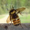 Gigantic Bumble Bee album artwork