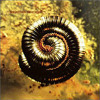Nine Inch Nails And Static X Closer Trance Remix Mp3