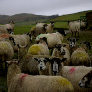 Track artwork