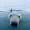 Swim Away