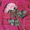 Semua Bisa Bilang (Cover lagu lama) album artwork
