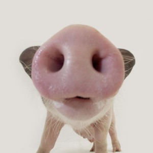 artworks-000054726020-wkz2f2-t300x300.jp