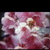 First Love Utada Hikaru