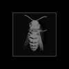Musidora Vampires - Wasp album artwork