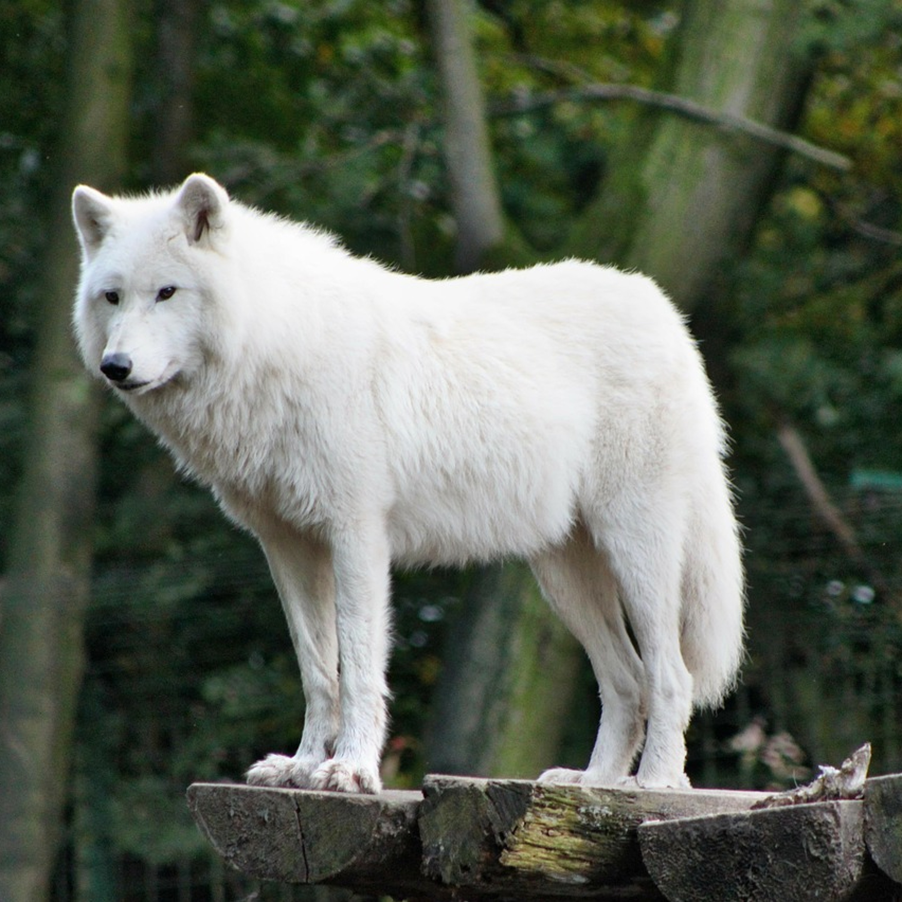Episode 41 - Don't Be A Lonewolf