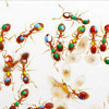 The Ants They Are, Live 7.25 album artwork