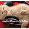 The Bee Gee's - Night Fever (Digital Visions Remix) *For Promotional Use Only*