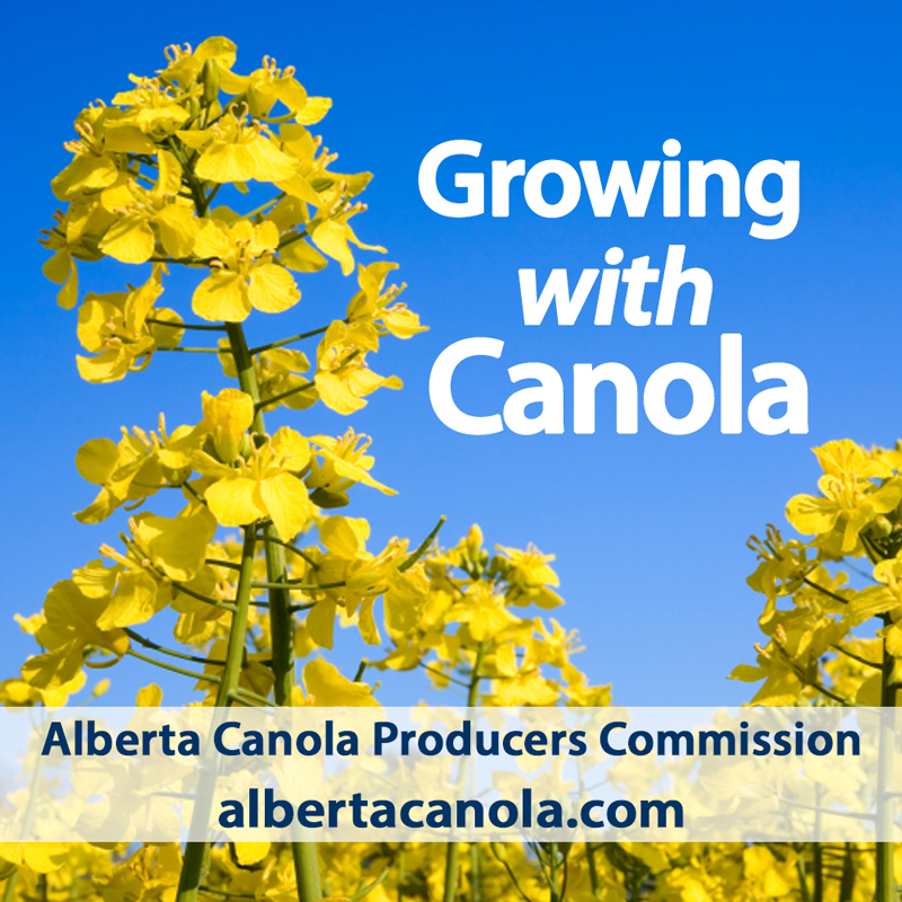 Growing with Canola