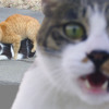 Cat Sex (JOKE)
