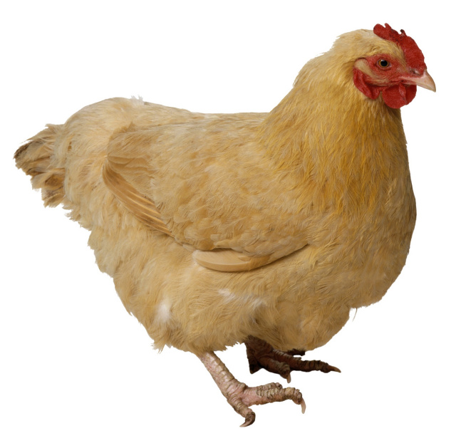Strongman Radio - Episode 52 - Playing Chicken Strongman Radio - Episode 52 - Playing Chicken