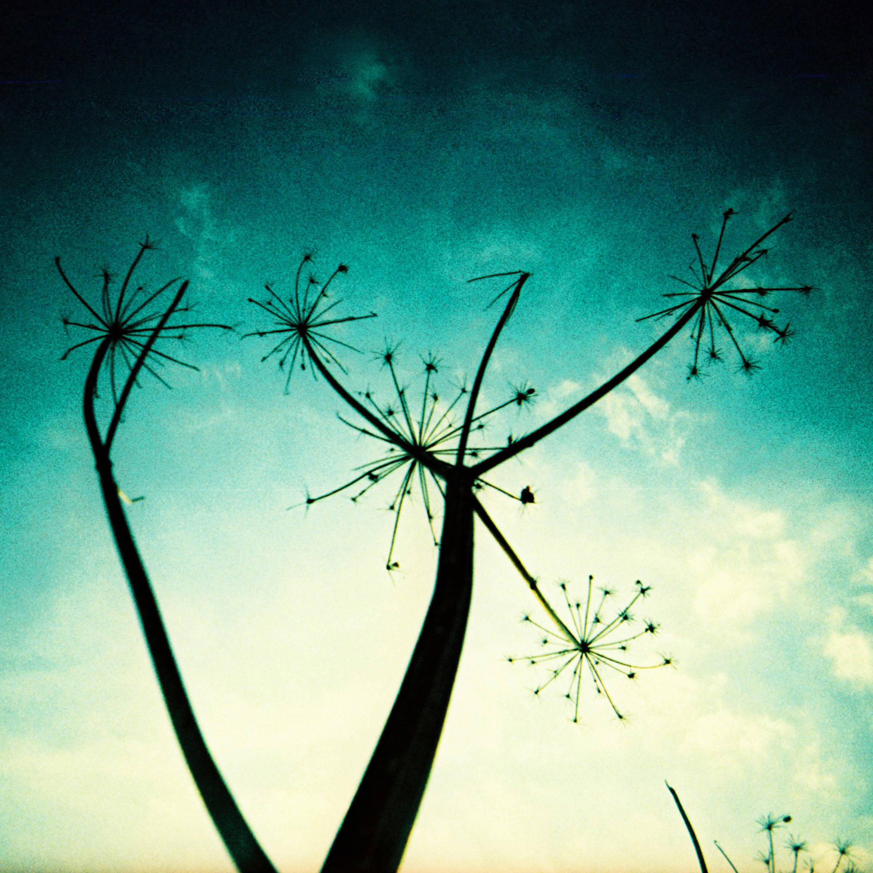 Episode 1: Seeds