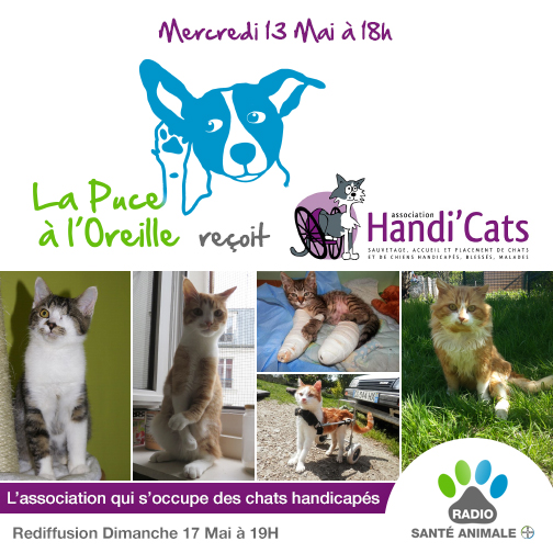 La Puce à l'Oreille #75 - Handicats, l'association qui s'occupe des chats handicapés