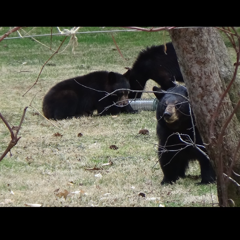 BNWYDSE: The Official THAC Posdcast - Episode 34 BNWYDSE: The Official THAC Posdcast - Episode 34