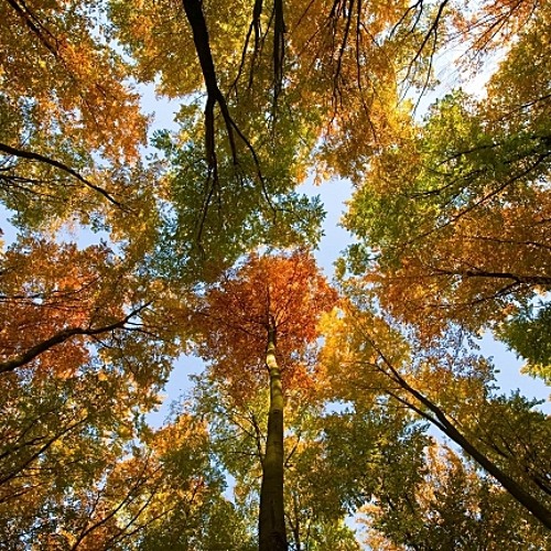 Here's how evergreen trees stay green all year Minnesota Public Radio