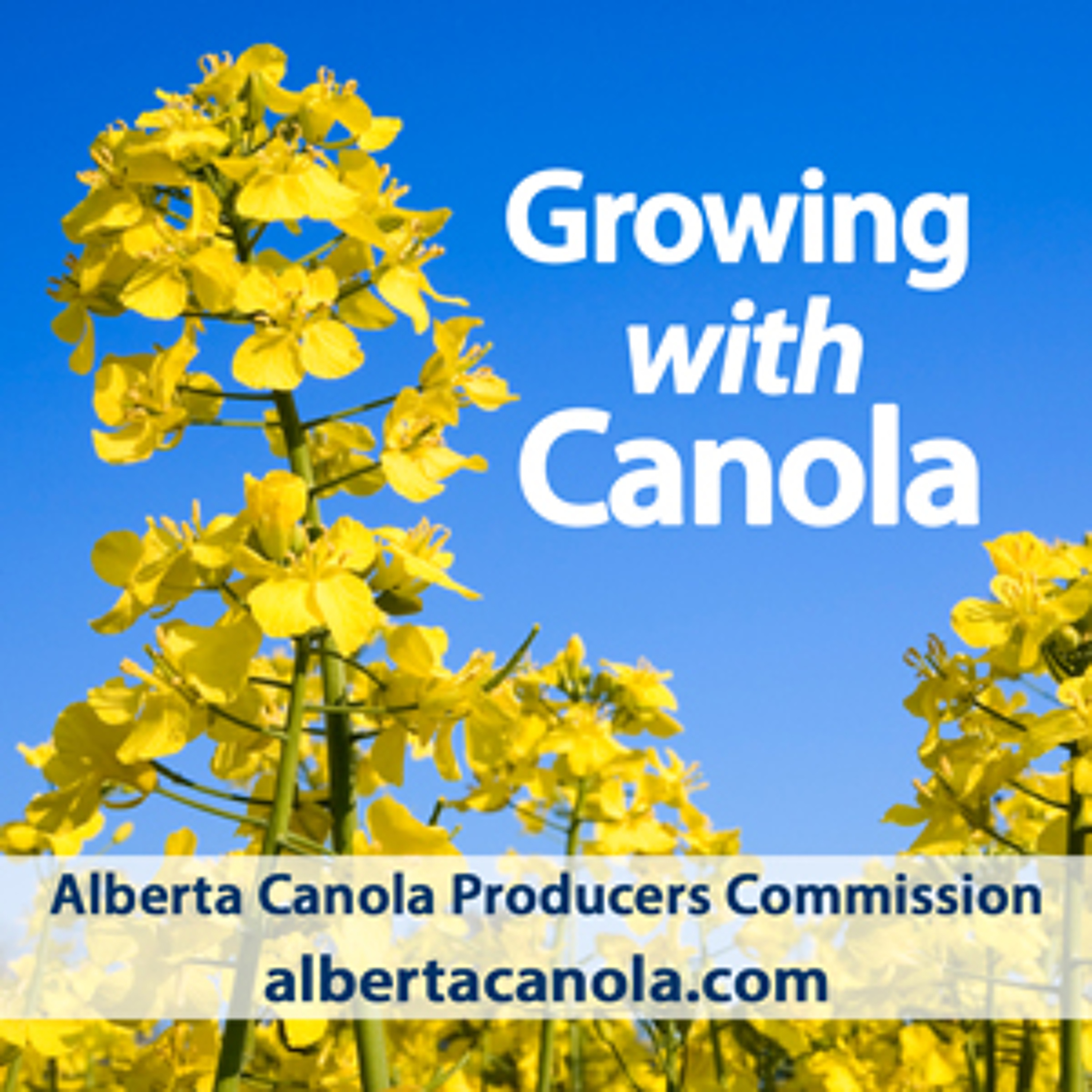 Growing with Canola