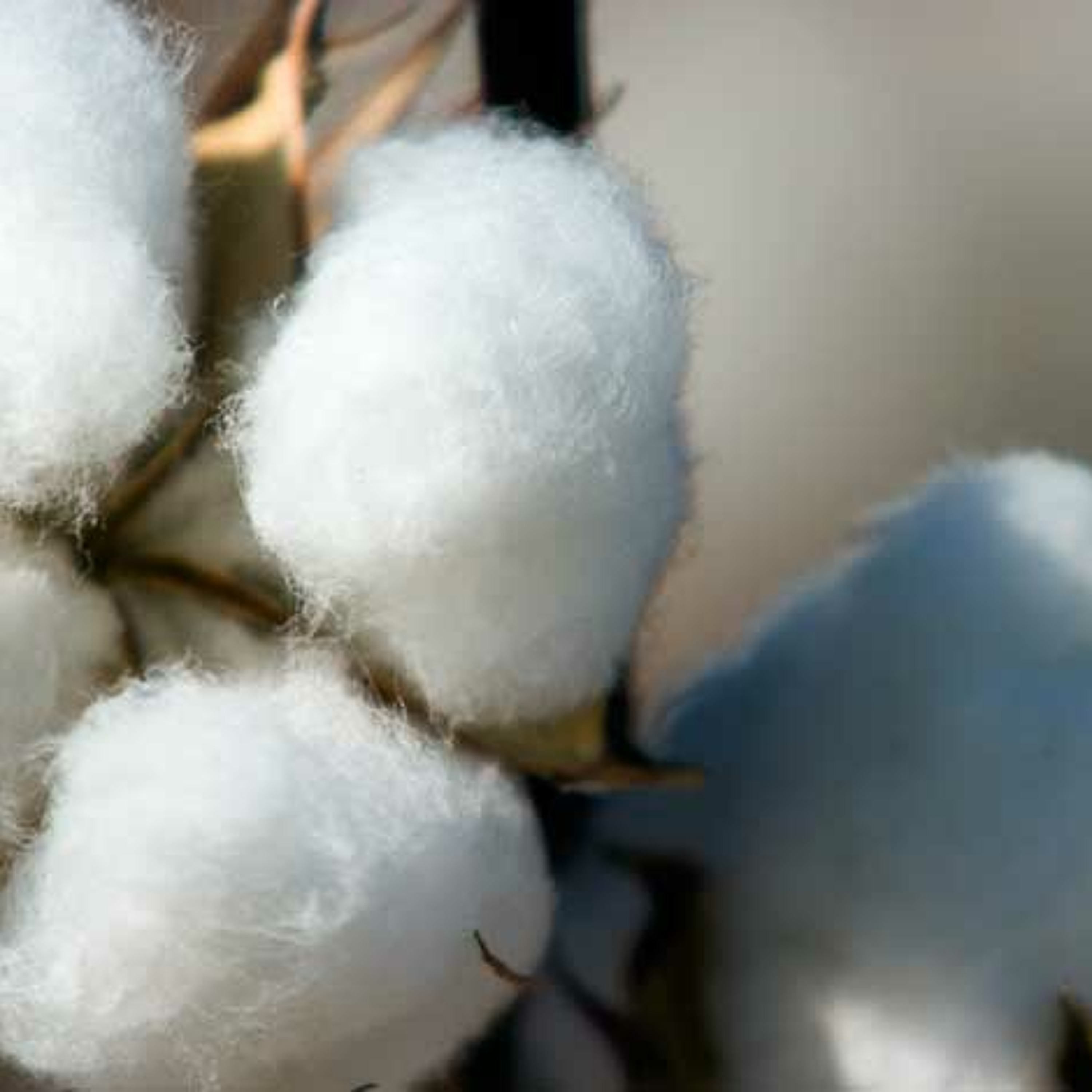 Talking Crops Podcast: China's Role in the Global Cotton Market - O.A. Cleveland