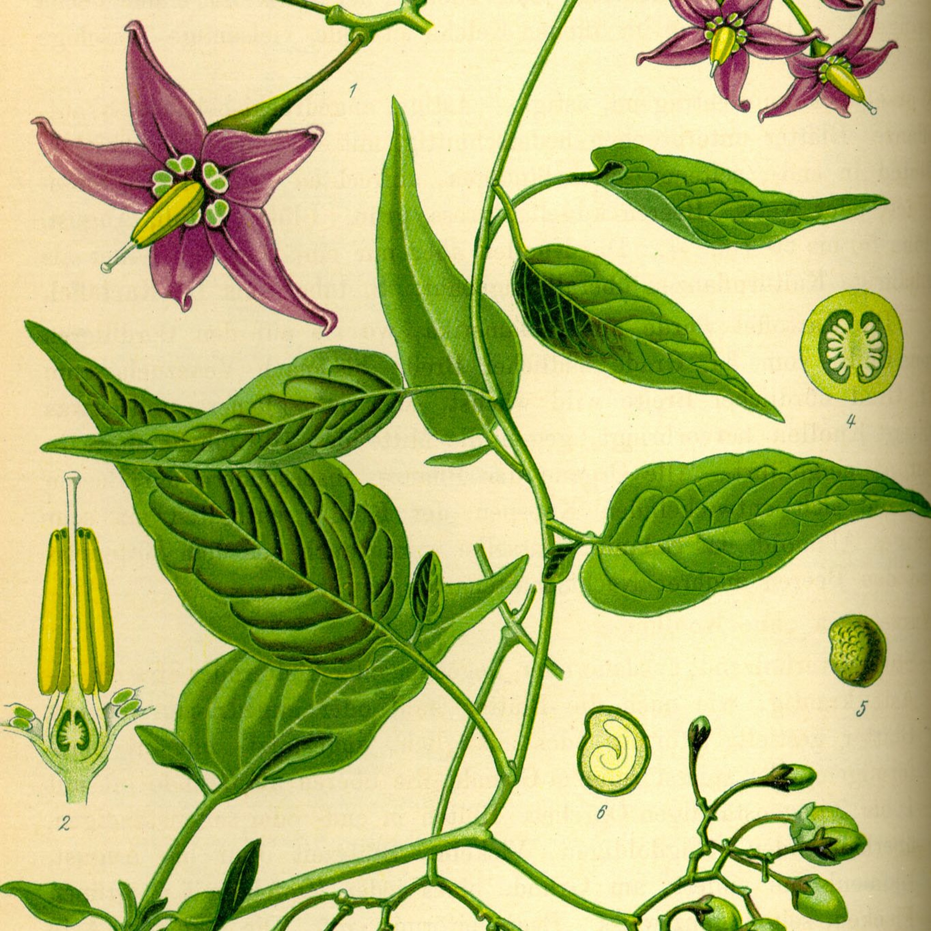Arts Extract