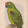 Excerpt: How do you plant a tree to save a parrot?