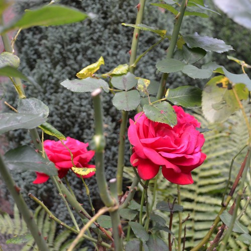 Bitter Herb x Erica Jong Bitter Herb x Erica Jong