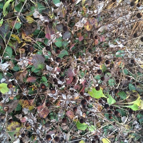 The Rival x Sylvia Plath The Rival x Sylvia Plath