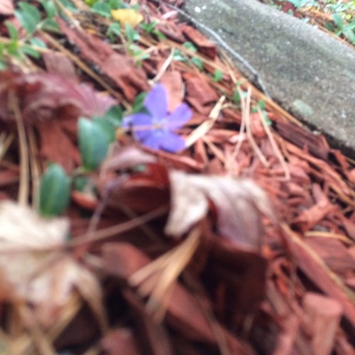 Hail x Mary Szybist Hail x Mary Szybist