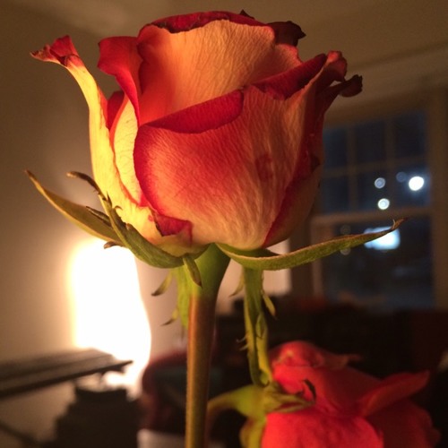 Namesake x Claudia Emerson Namesake x Claudia Emerson