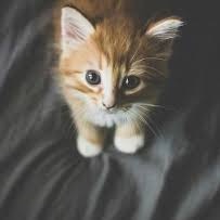 Are you the crazy cat lady? ... Find out Now!