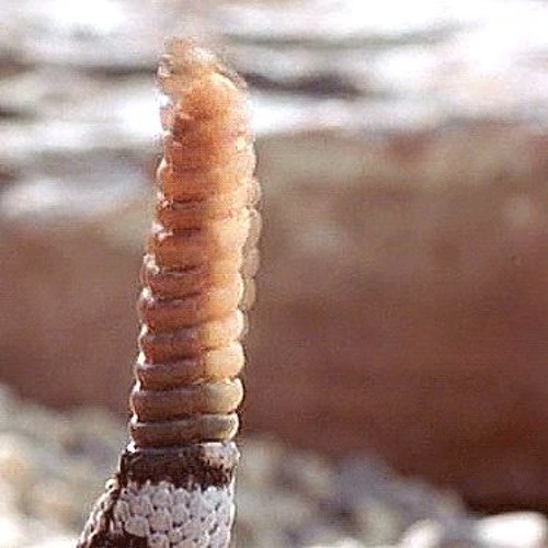 Фаллоимитаторы Животных Купить