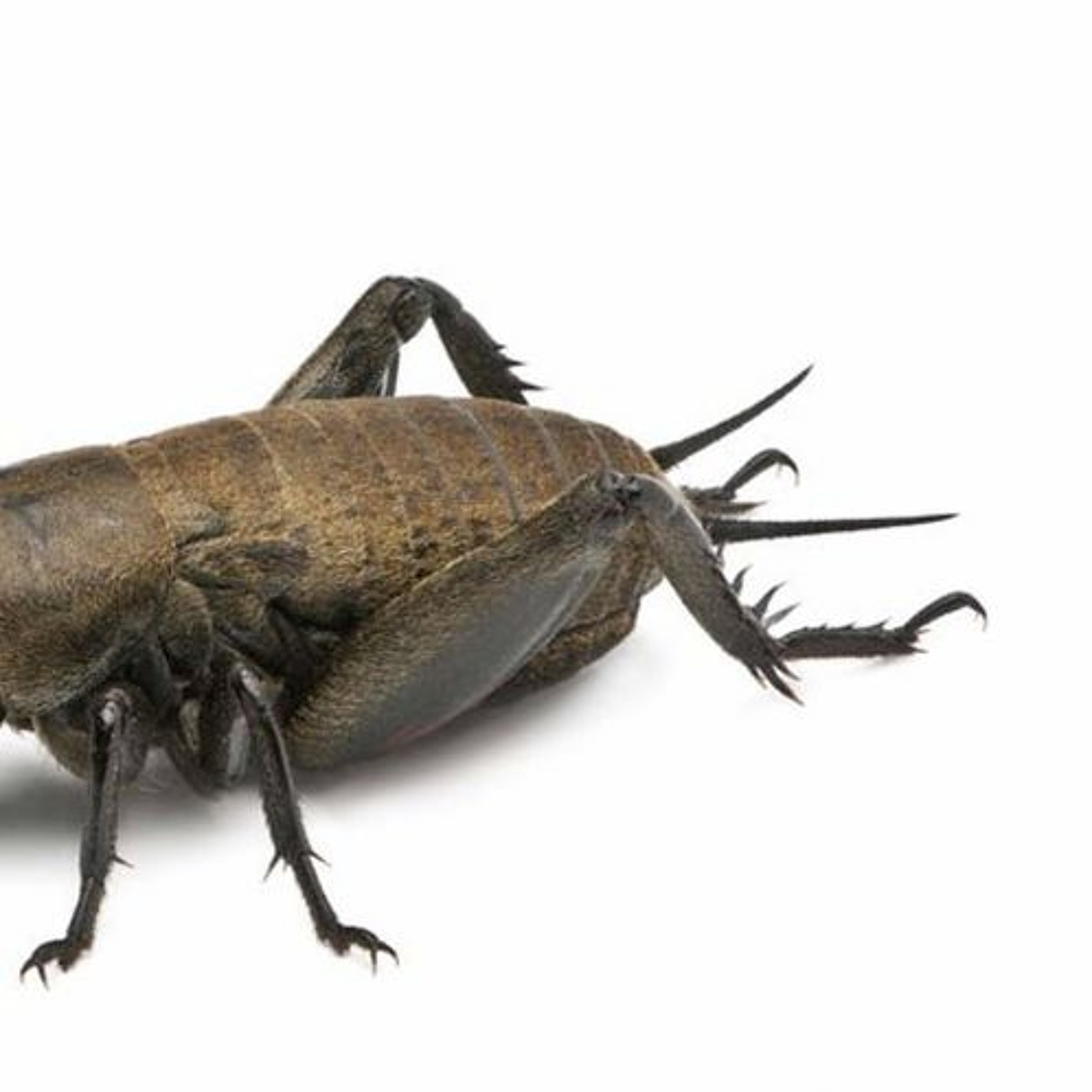 Episode 4 - Got Summer Bugs?