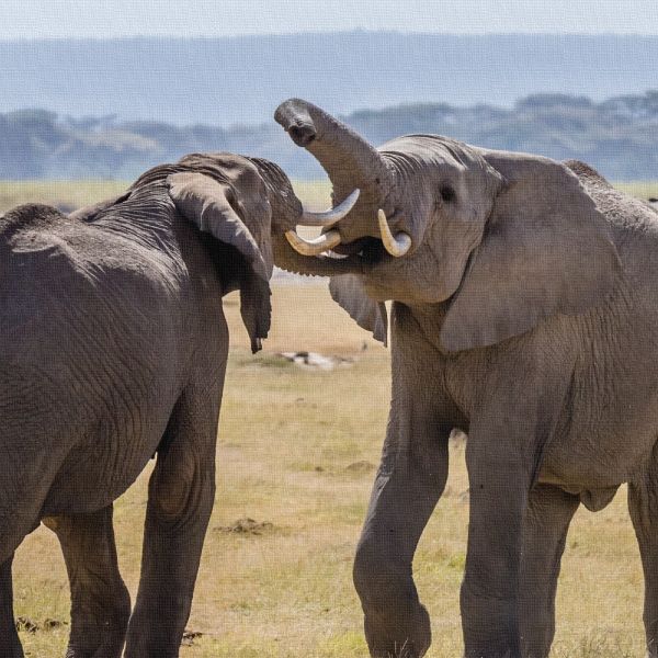 Episode 14 - Self-Cleaning Elephant (ft. @LOLGOP)