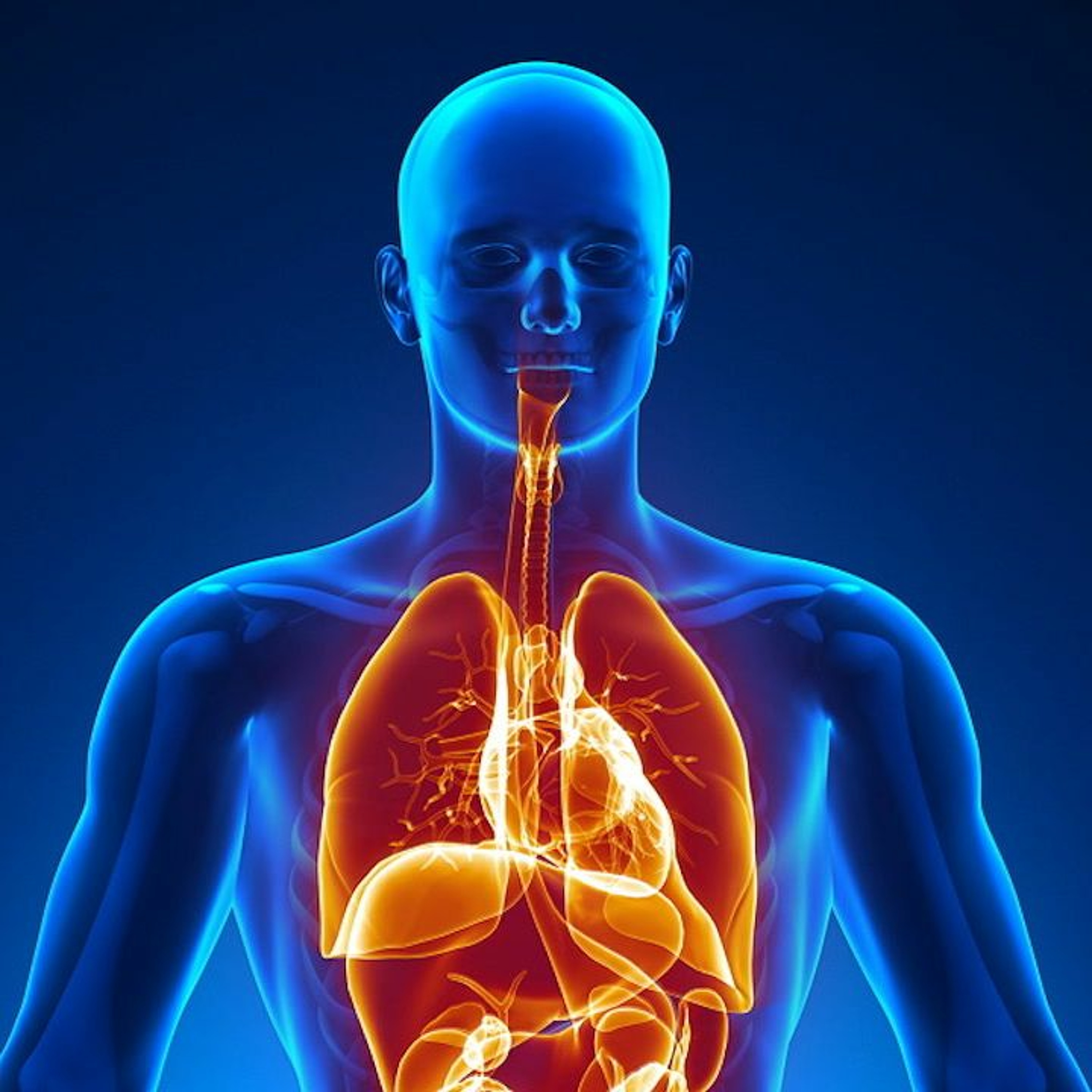 The Human Body