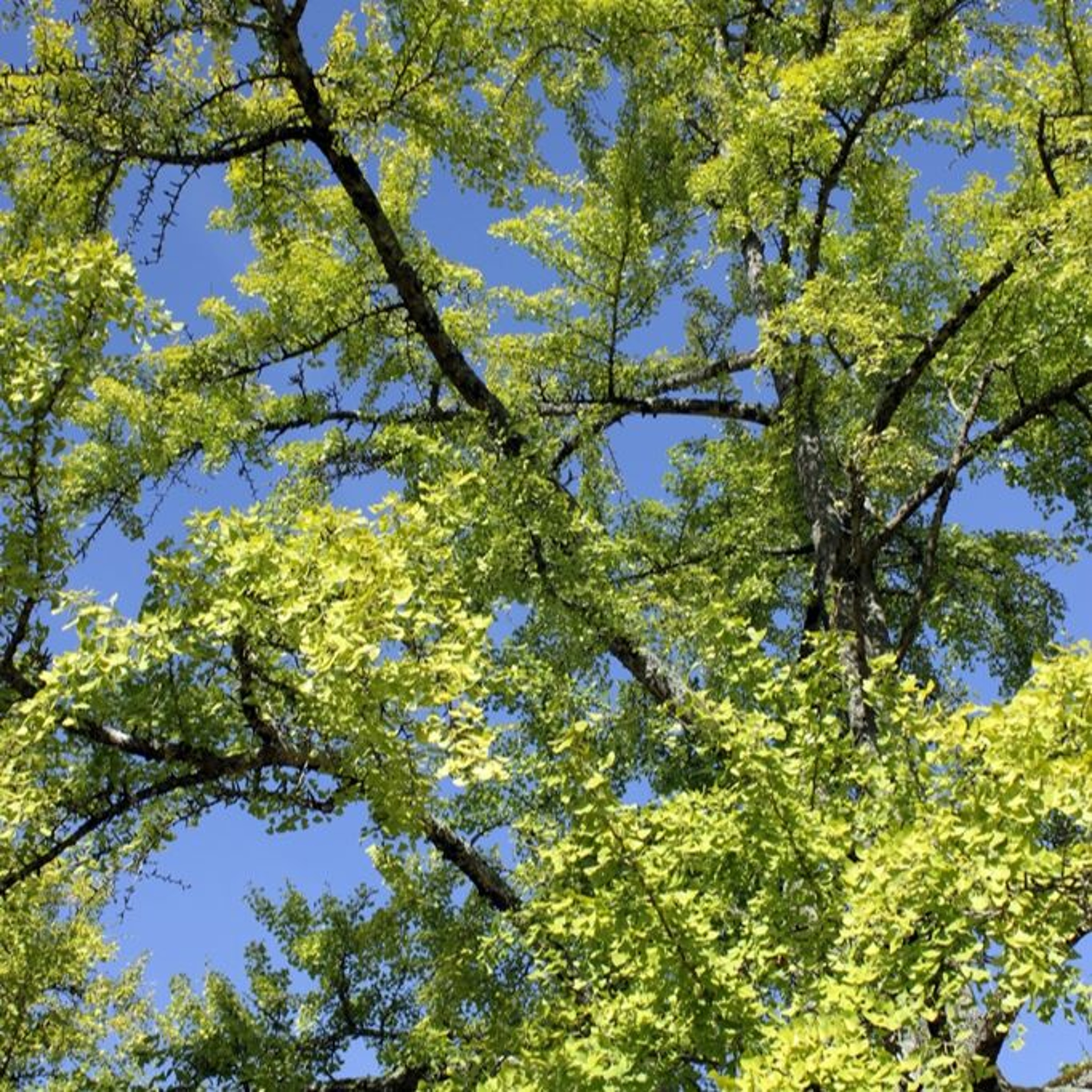 Todas as plantas têm nome