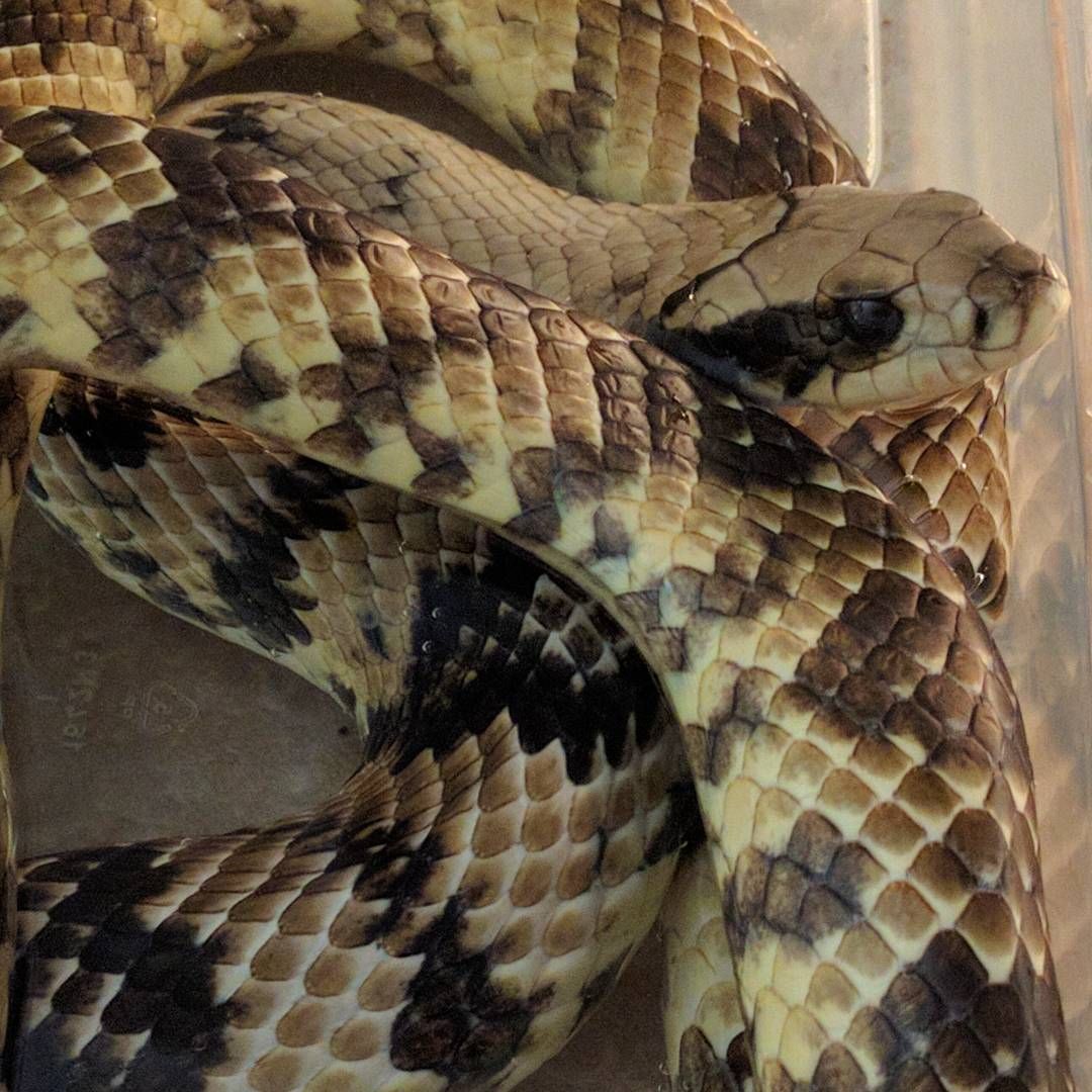 Dreams In Dirt - Reptile Podcast - Episode 2 - False Water Cobras
