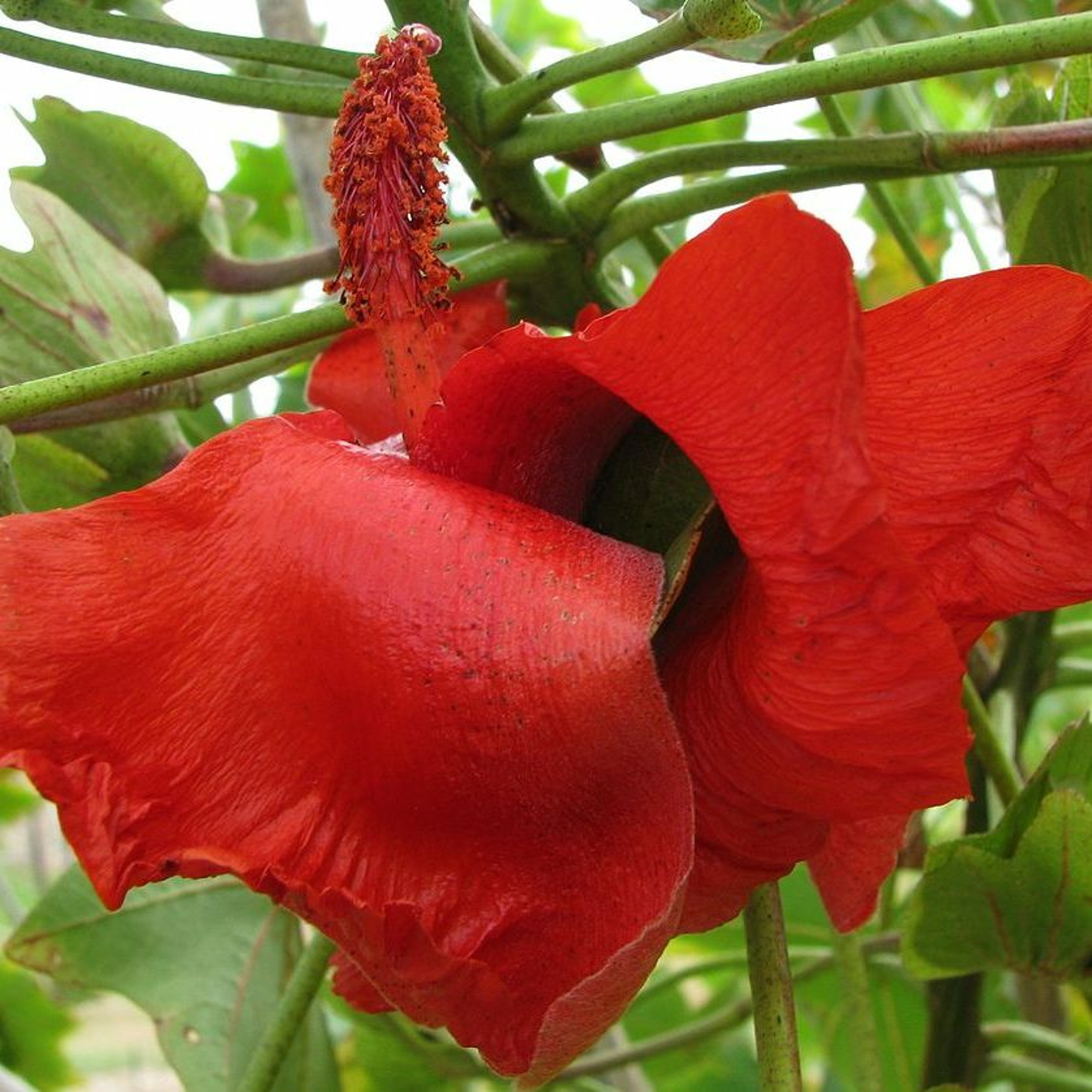 Todas as plantas têm nome
