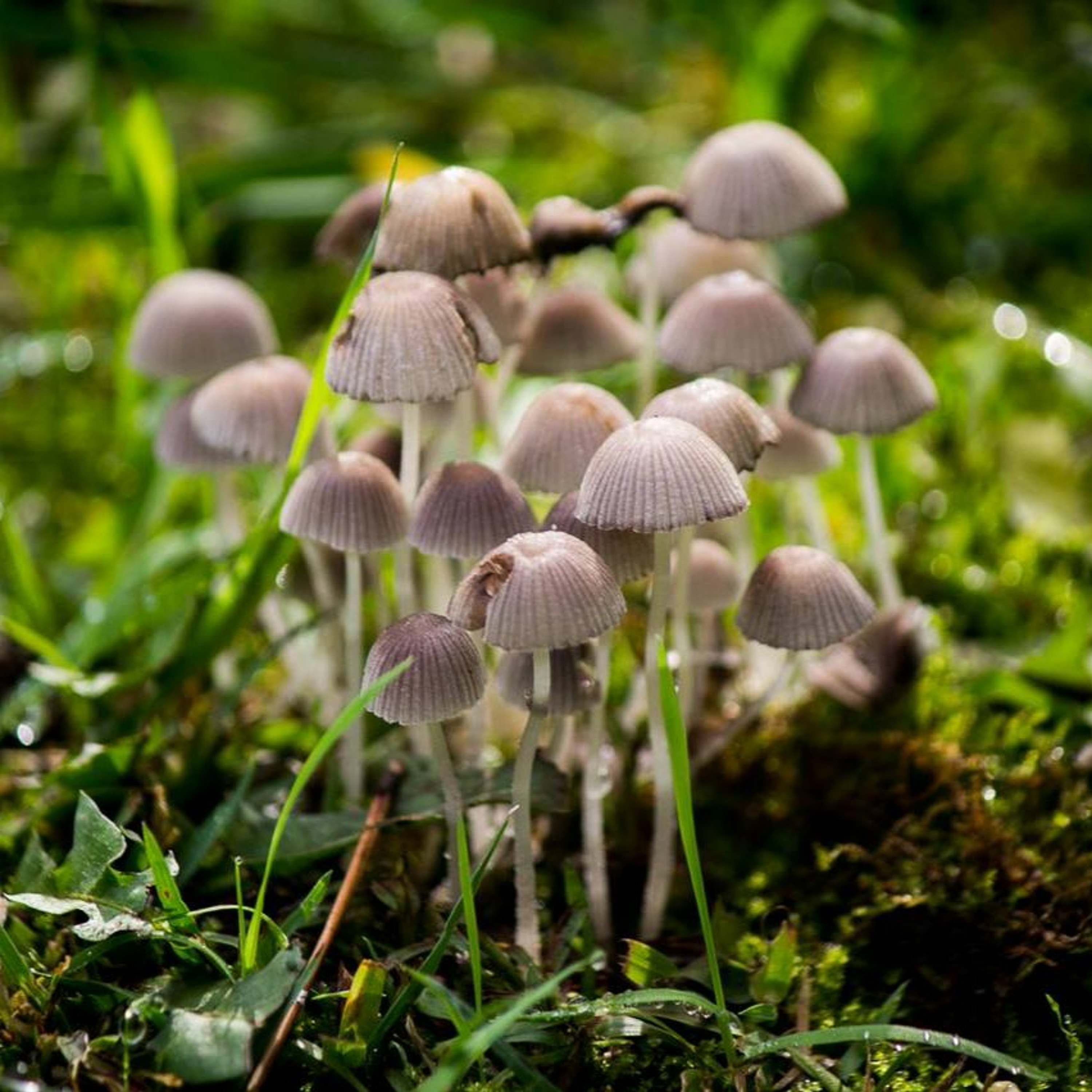 Todas as plantas têm nome