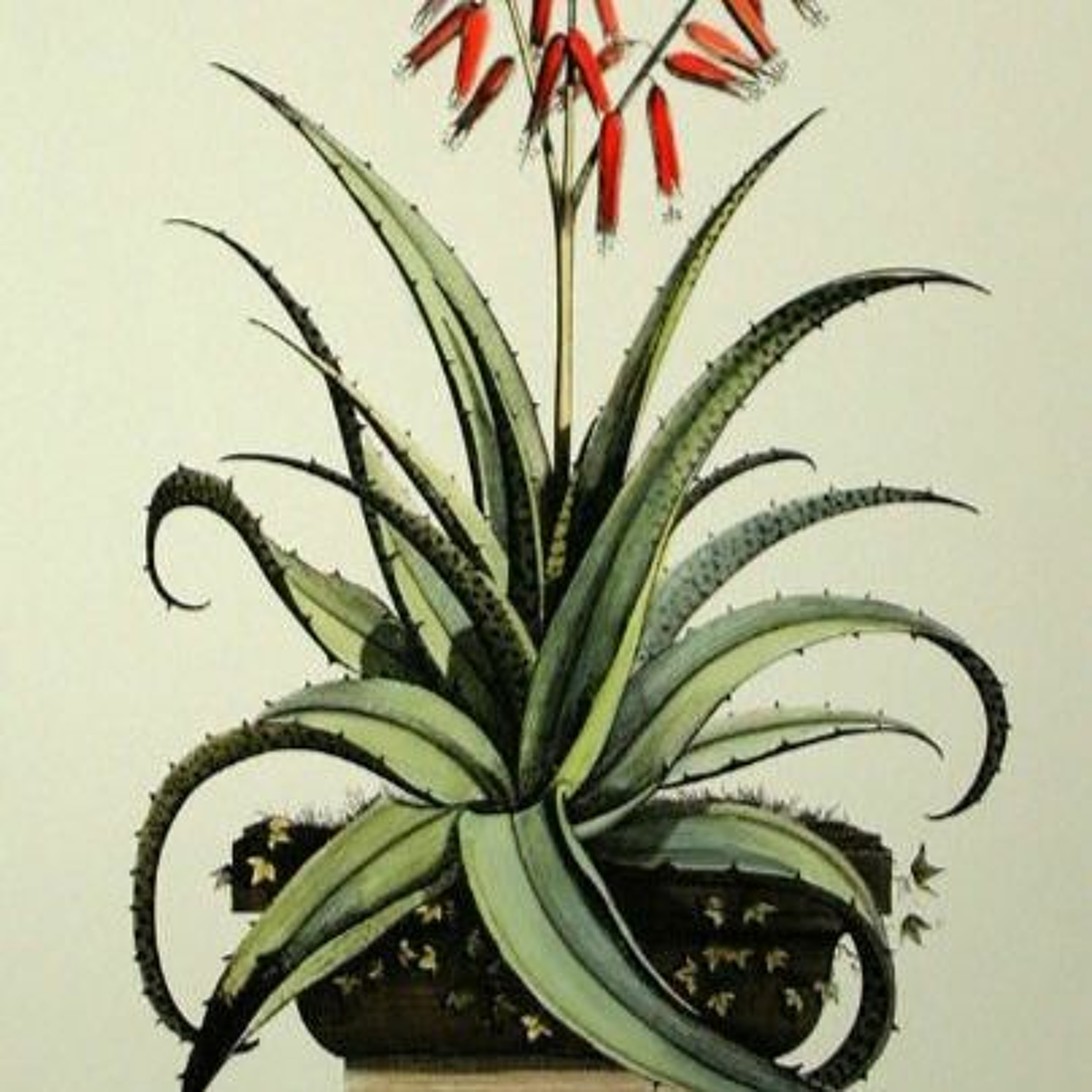 Todas as plantas têm nome