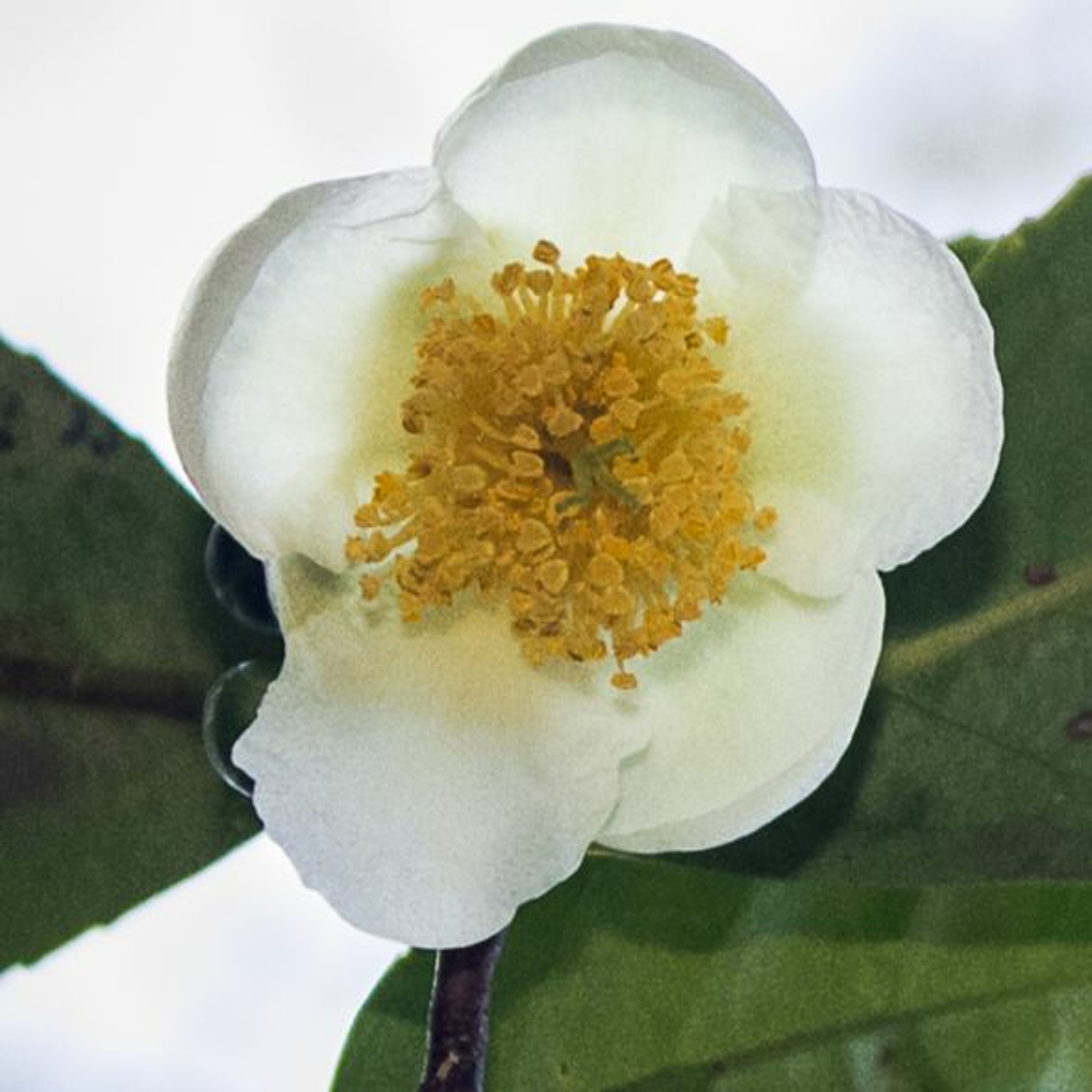 Todas as plantas têm nome