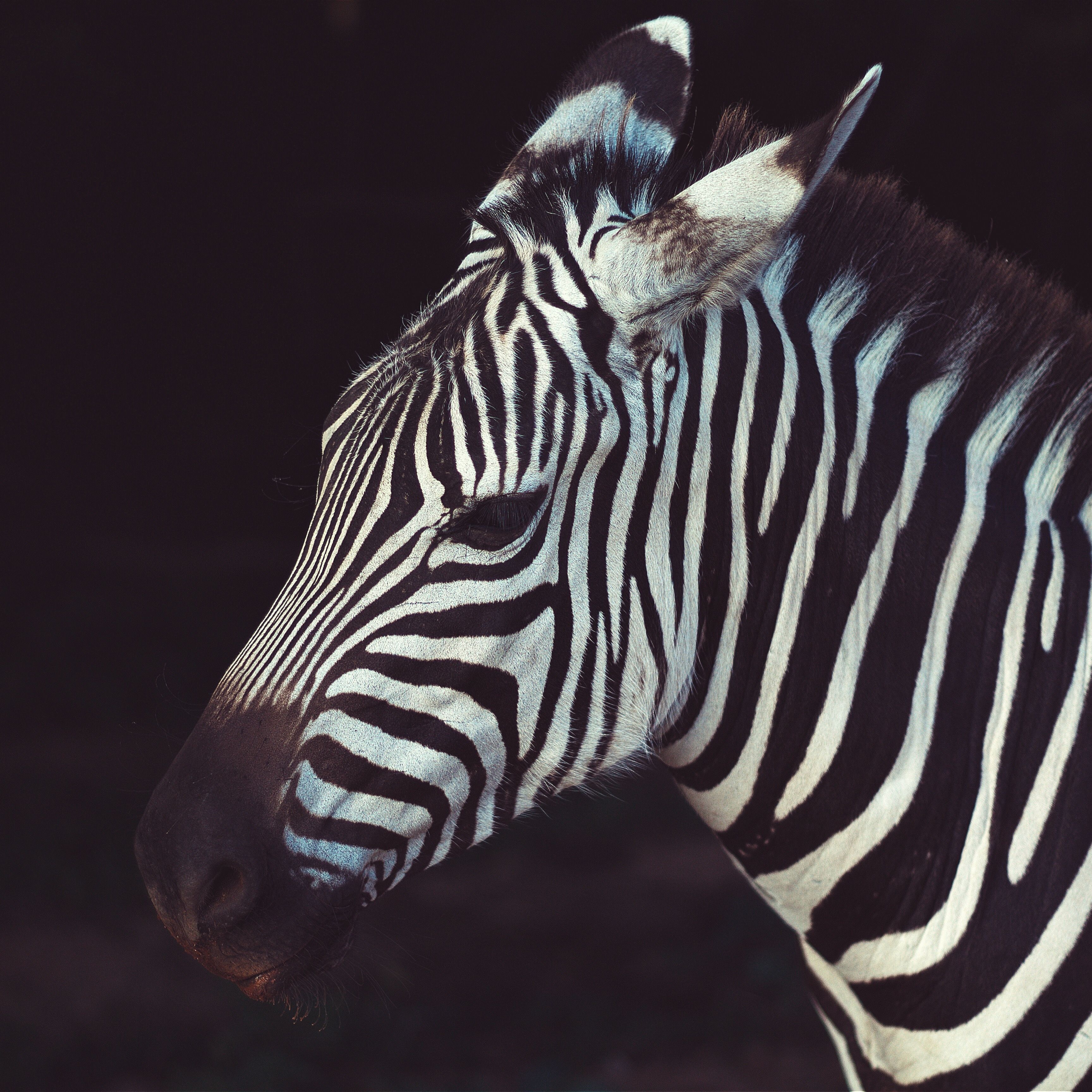 Zebra Cabs Raises $21.6 Million To Take On Uber And Taxify In South Africa