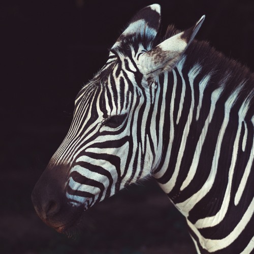 Zebra Cabs Raises $21.6 Million To Take On Uber And Taxify In South Africa