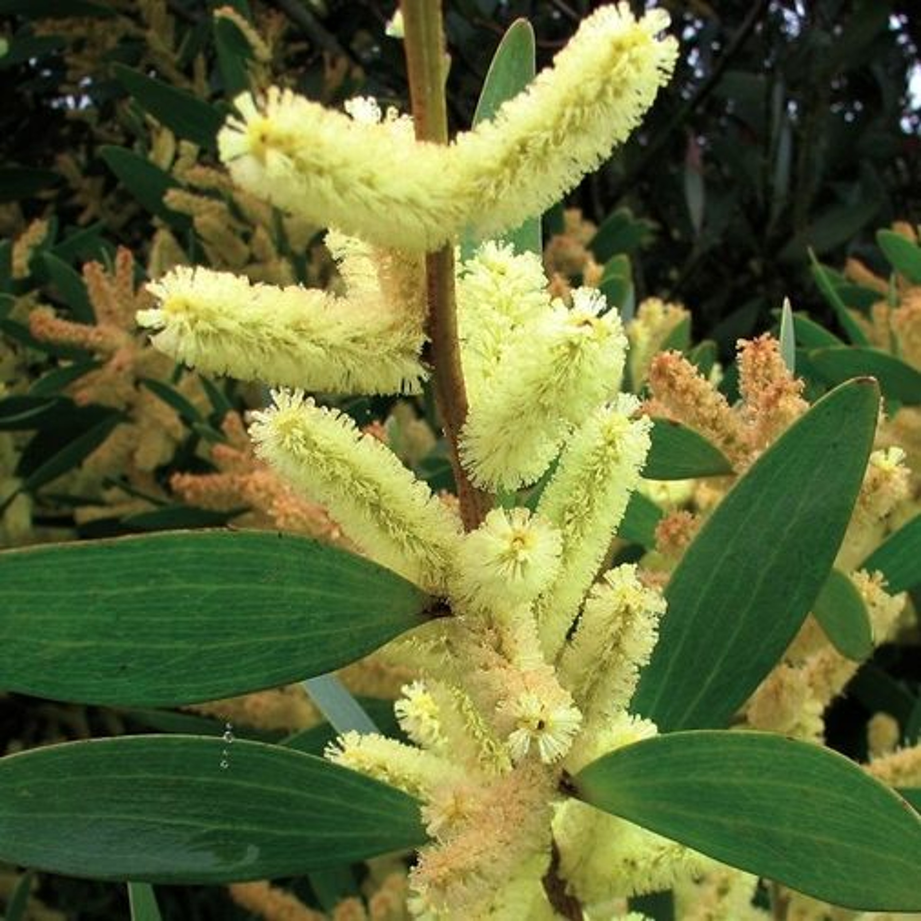 Todas as plantas têm nome
