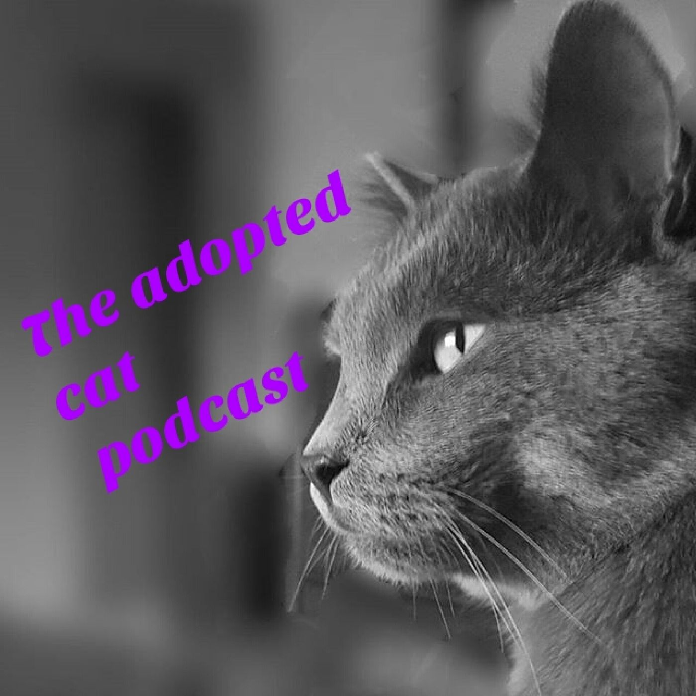 The Adopted Cat - Episode 13