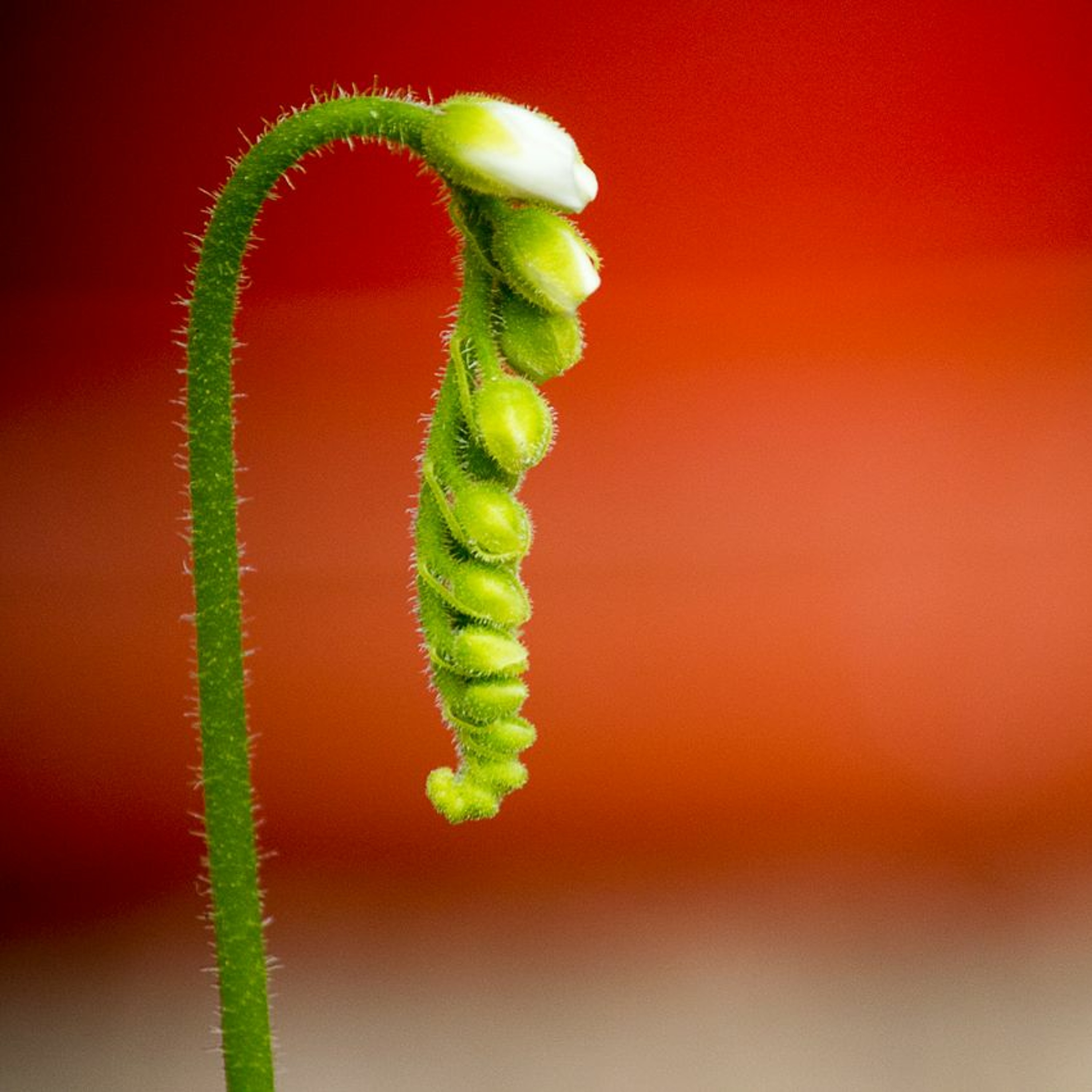 Todas as plantas têm nome