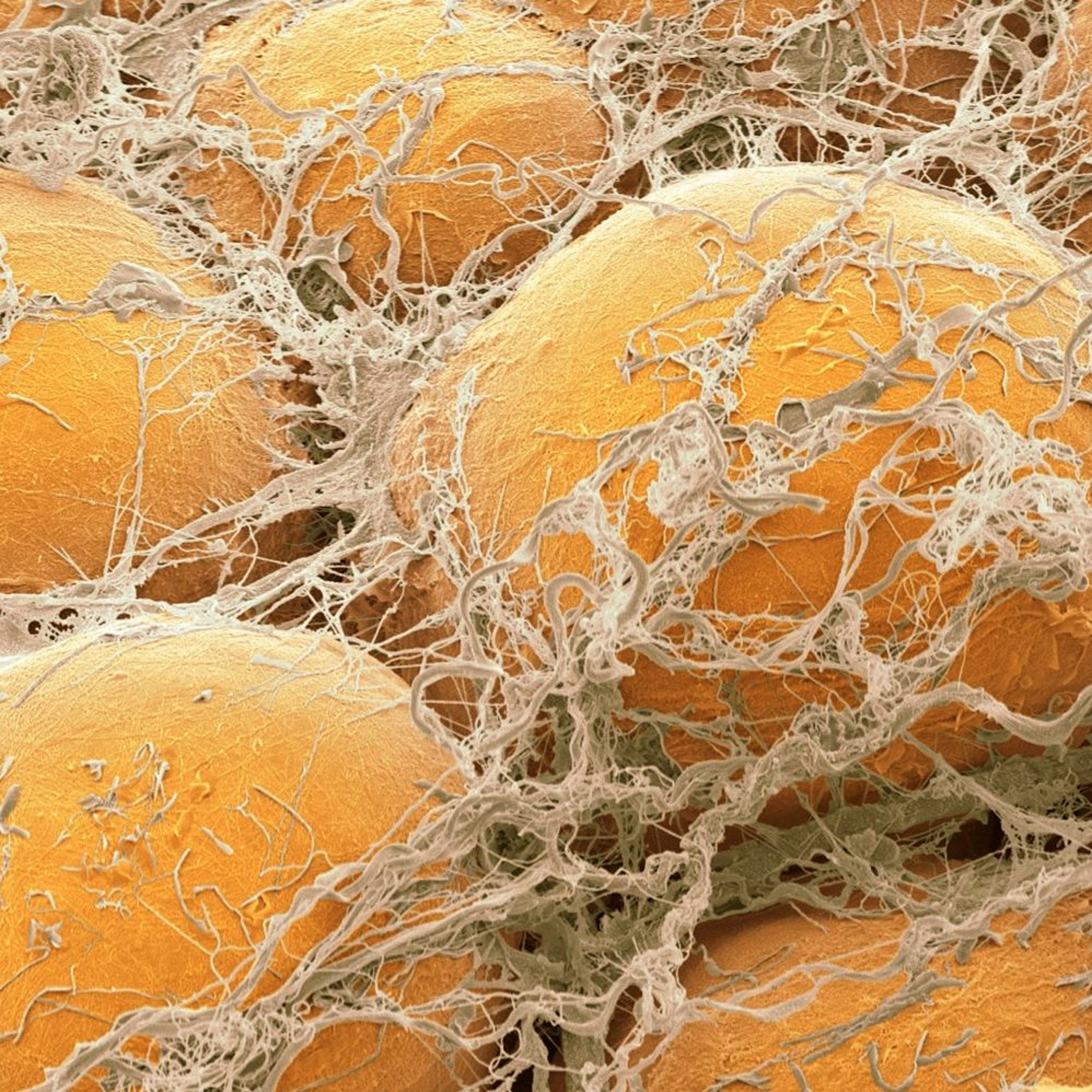 Health Science (For the Rest of Us!)